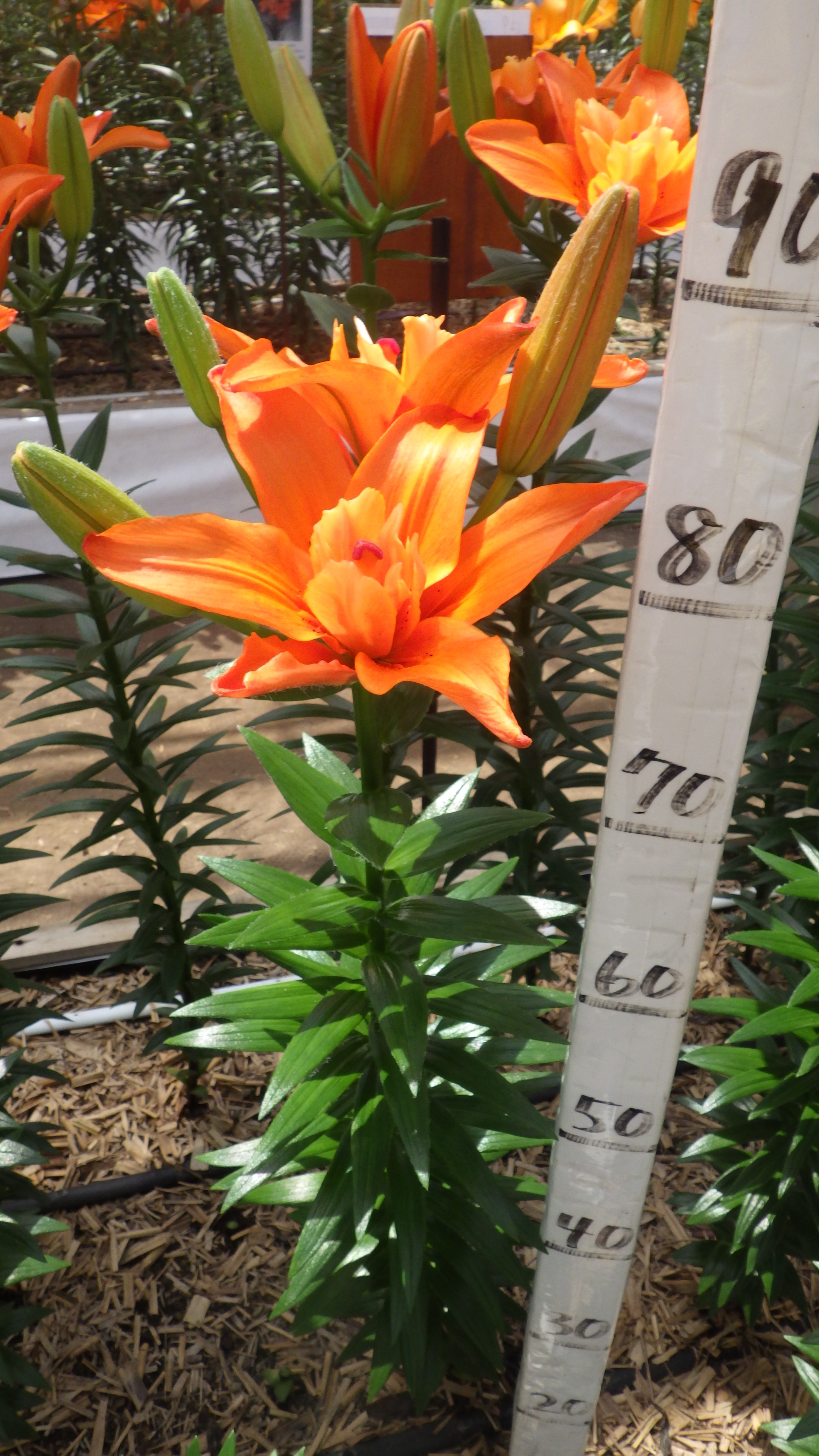 TFステラ(花粉無し)（ﾊｰﾌﾀｲﾑ)